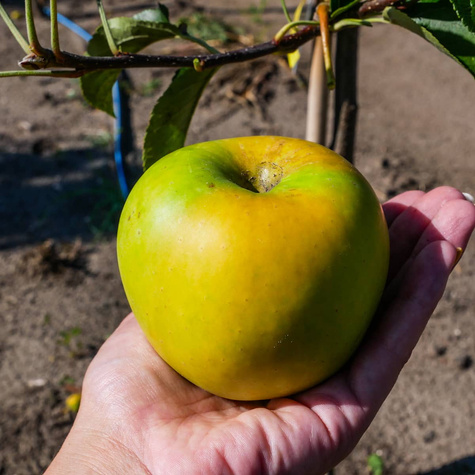 Jabłoń Gold Bohemia