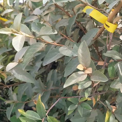 Oliwnik wąskolistny Plant Pack