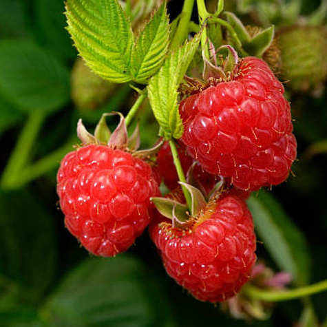 Malina Olbrzymia wczesna START PACK