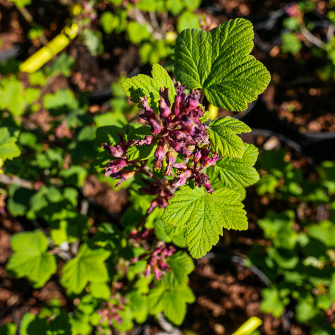 Porzeczka krwista (C2)