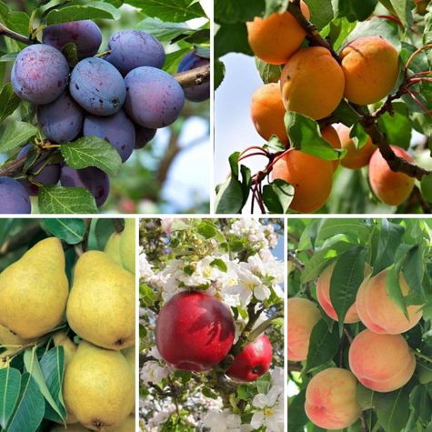 Zestaw Drzewek Owocowanie Wrzesień Październik Plant Pack