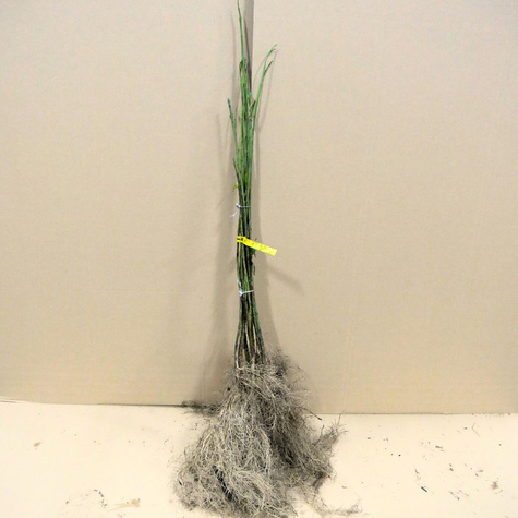 Trzmielina miododajna Plant Pack