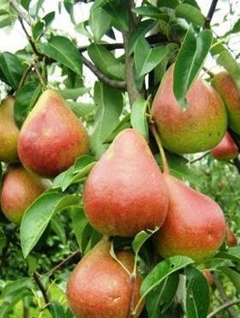 Grusza Dicolor Start Pack