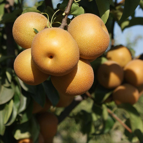 Grusza azjatycka Kosui w doniczce (C2)