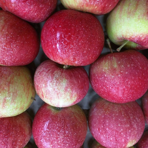 Jabłoń Lobo START PACK