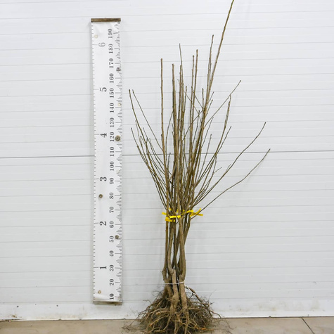 Czereśnia Simona START PACK