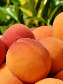 Morela Bergerouge START PACK