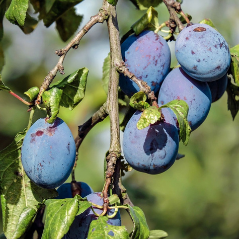 Śliwa Węgierka Wangenheima START PACK
