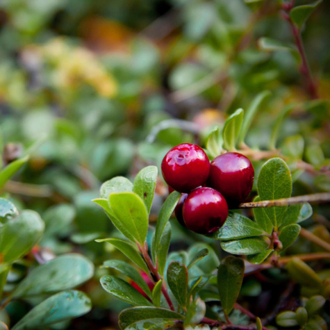Żurawina wielkoowocowa Stevens w doniczce