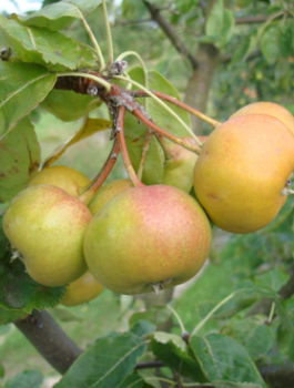 Jarzębogrusza uszkowata Bulbiformis doniczka