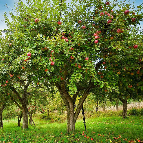 Jabłoń Rubin sadzonki c2