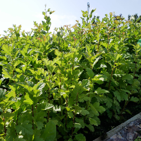 Głóg jednoszyjkowy PREMIUM SADZONKI Plant Pack