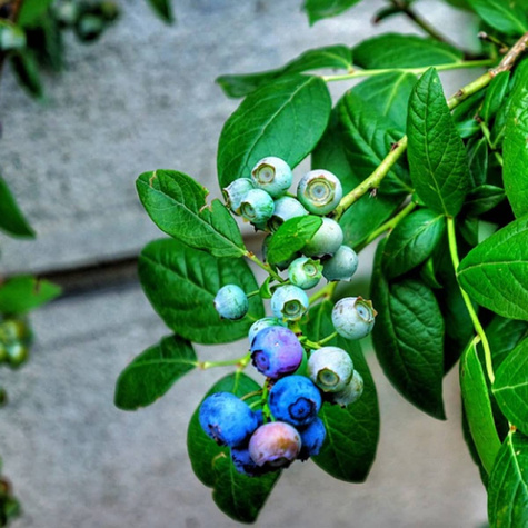 Borówka amerykańska Duke