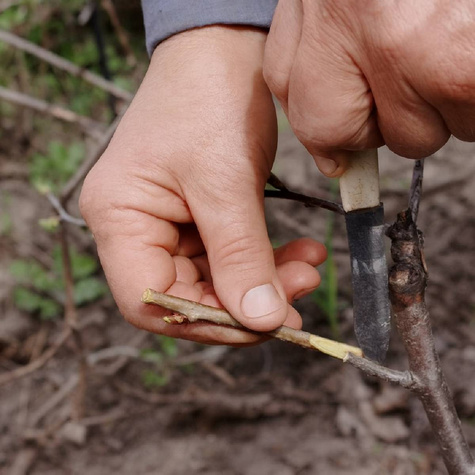 Podkładka Jabłoni M9 Karłowa Plant Pack