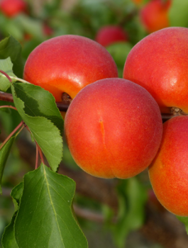 Morela Tsunami START PACK