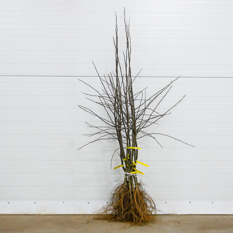 Jabłoń Malinowa Oberlandzka START PACK