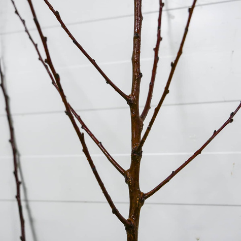 Morela Radka START PACK