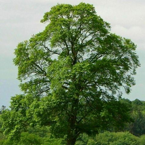 Wiąz pospolity Plant Pack