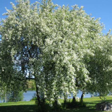 Czeremcha pospolita C10