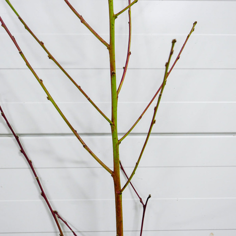 Brzoskwinia Fenix Start Pack