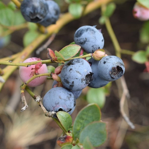 Borówka amerykańska Bluecrop