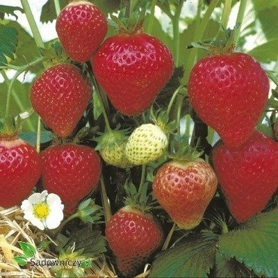 Truskawka Florence bardzo późna sadzonki zielne kopane HURT 500szt