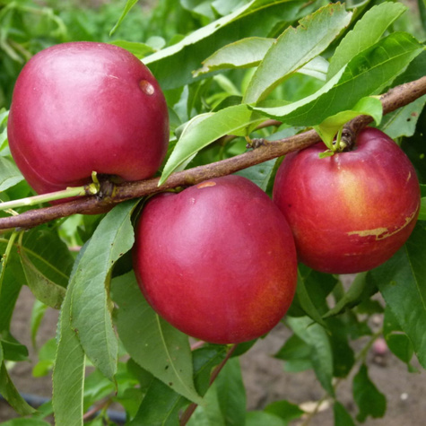 Nektaryna typu Harblaze START PACK