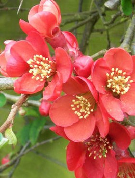 Pigwowiec pośredni Elly Mosel Ozdobny na Nalewki (C2)