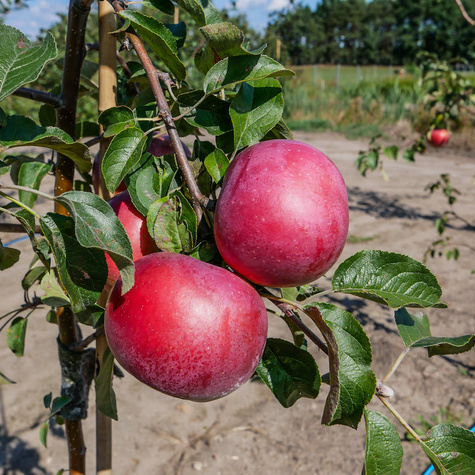 Jabłoń Fantazja START PACK
