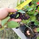 Aronia Czarnoowocowa Nero (C2)