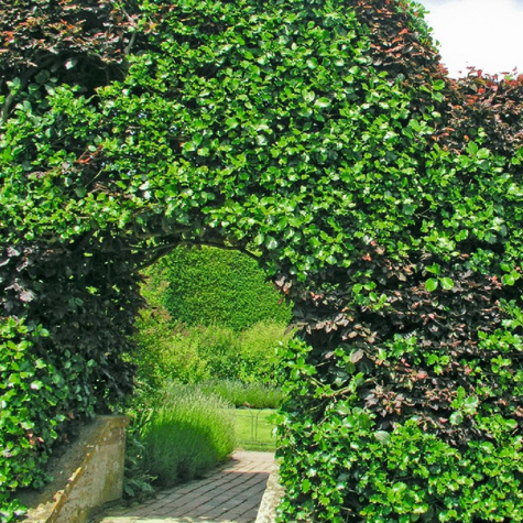 Zestaw Głóg Przyjazny Dla Ptaków Żywopłot 10 Metrowy Plant Pack