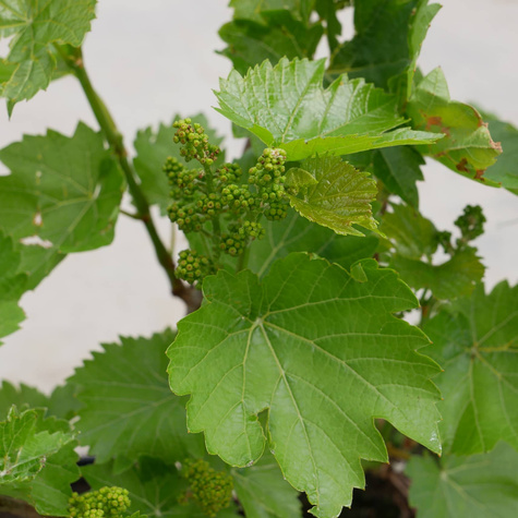 Winorośl winogrona Krystali