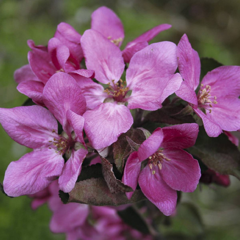Jabłoń Red Love sadzonki c2