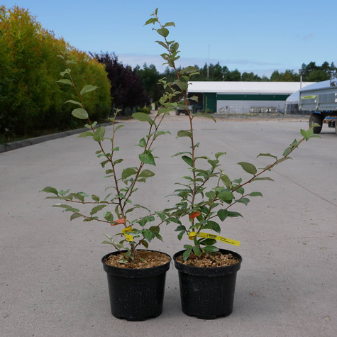 Oliwnik wielokwiatowy SSP