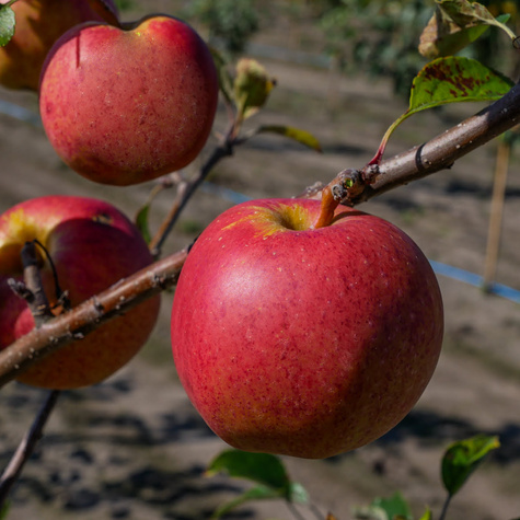 Jabłoń Gala Brook Field Bukfeld