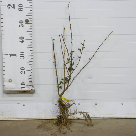 Agrest czerwony Sewierny Kapitan START PACK