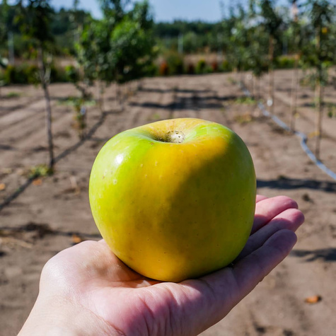 Duo Jabłoń Red Boskoop + Golden Delicious PLANT PACK