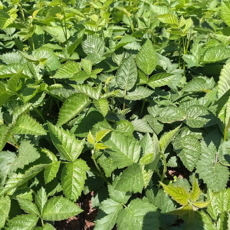 Jeżyna wielkoowocowa Glorniwa w doniczce