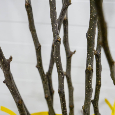 Jabłoń Mutsu Zielone Jabłko Parchoodporne