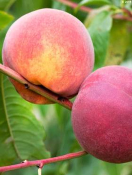 Brzoskwinia Fairhaven Start Pack