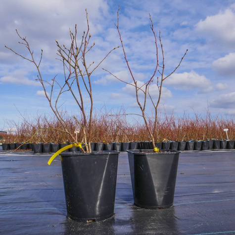 Borówka amerykańska TORO (C5)