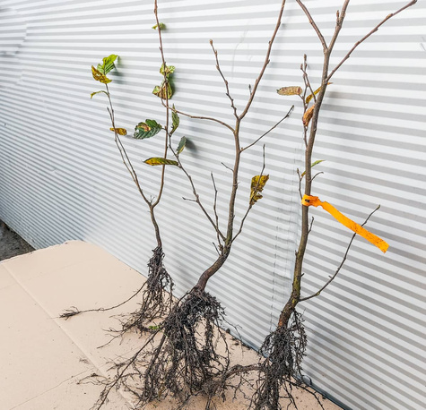 Grab Pospolity PREMIUM SADZONKI Plant Pack