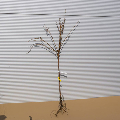 Agrest czerwony Hinnonmaki Rot na pniu START PACK