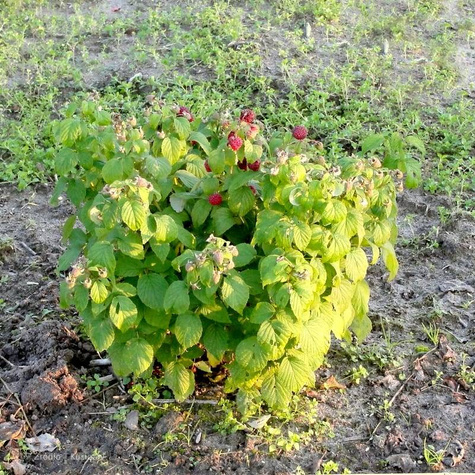 Malina karłowa BonBonBerry bezkolcowa w doniczce