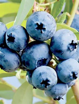 Borówka amerykańska DENISE BLUE w doniczce