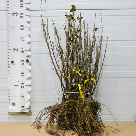 Porzeczka biała START PACK