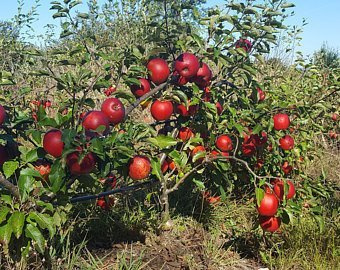 Jabłoń Cortland doniczka