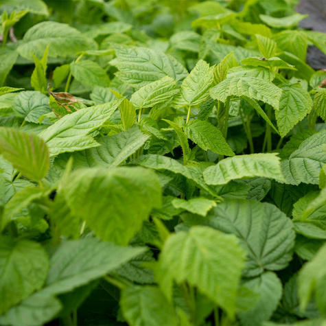 Jeżyna wielkoowocowa Chester w doniczce