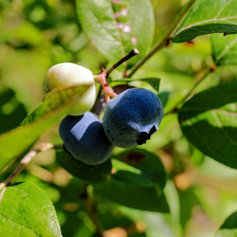 Borówka amerykańska BLUEGOLD