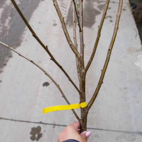 Wiśnia Na kompot Sok